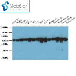 β-actin Monoclonal Antibody
