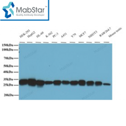 PCNA Monoclonal Antibody