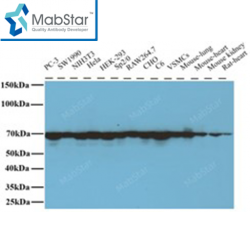 Lamin B1 Monoclonal Antibody
