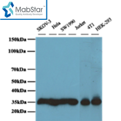 GAPDH Monoclonal Antibody