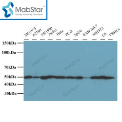 β-Tubulin Monoclonal Antibody