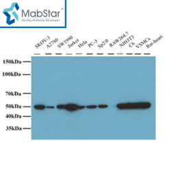 α-Tubulin Monoclonal Antibody