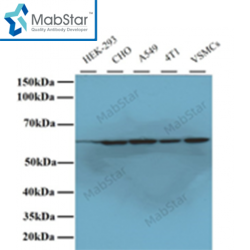 HSP60 Monoclonal Antibody
