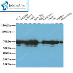 Lamin A/C Monoclonal Antibody