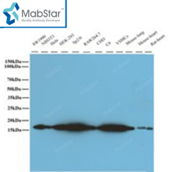 Cofilin1 Monoclonal Antibody