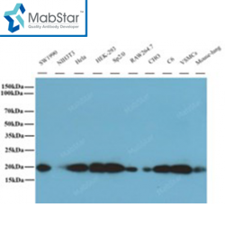 Cyclophilin B Monoclonal Antibody