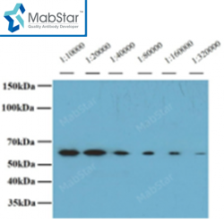 GST tag Monoclonal Antibody