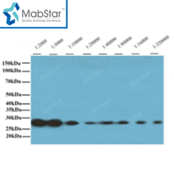6*His/ His tag Monoclonal Antibody