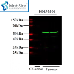 Myc tag Monoclonal Antibody