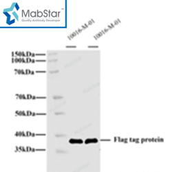FLAG tag Monoclonal Antibody