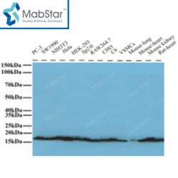 COX4I2 Monoclonal Antibody
