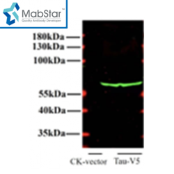 V5 tag Monoclonal Antibody