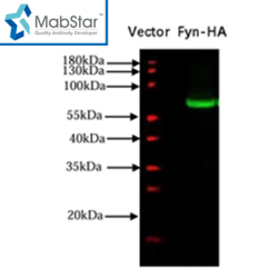 HA tag Monoclonal Antibody