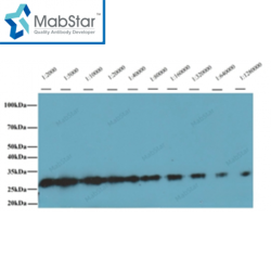 mCherry Monoclonal Antibody